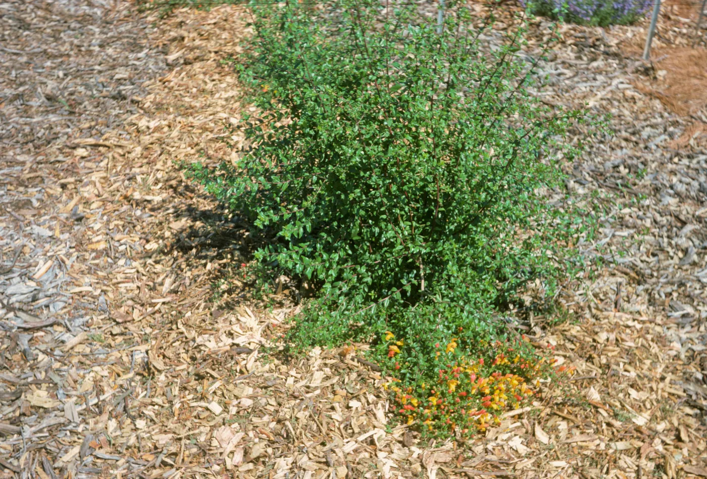 Keckiella antirrhinoides x cordifolia K03