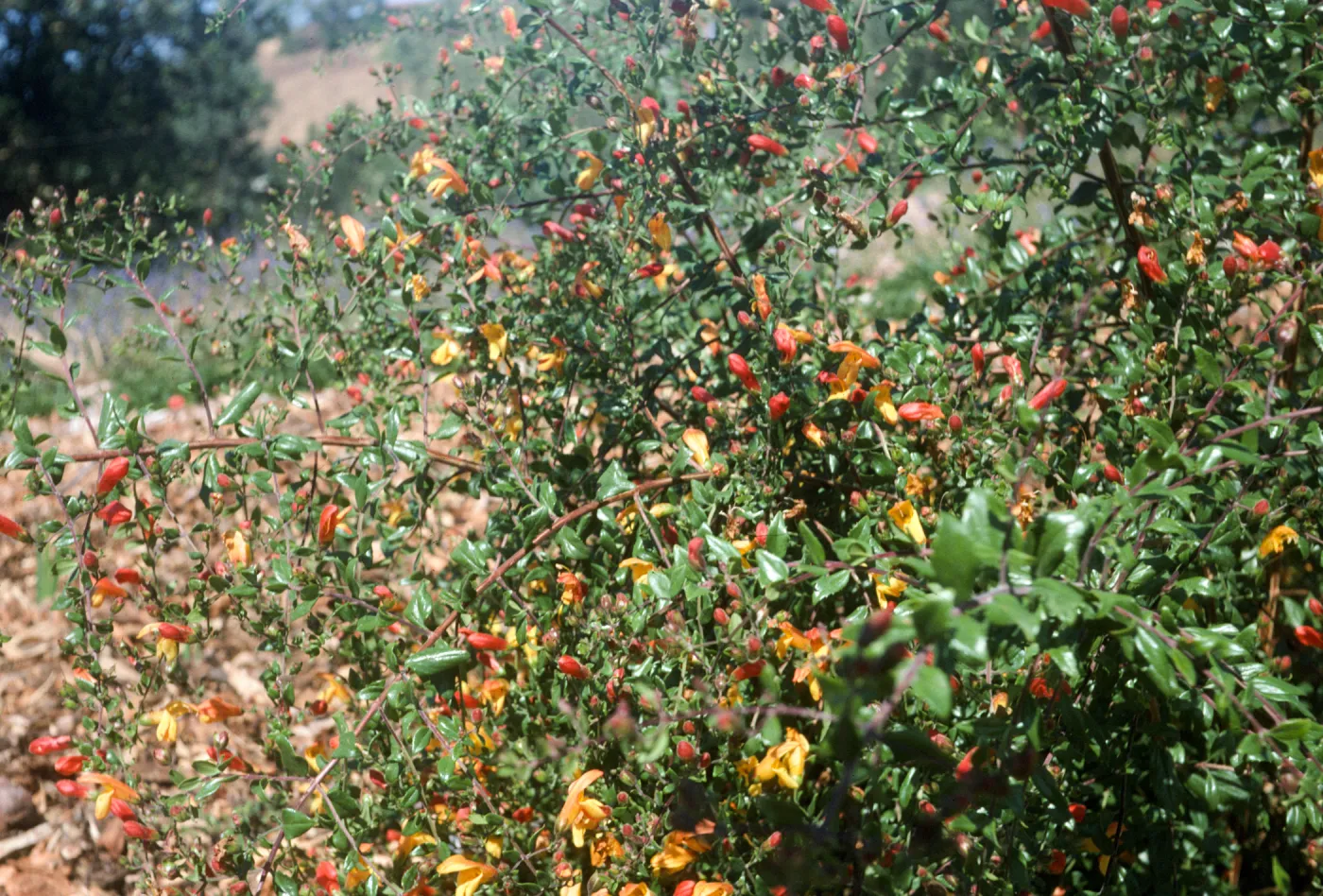 Keckiella antirrhinoides x cordifolia K03:K01xK02