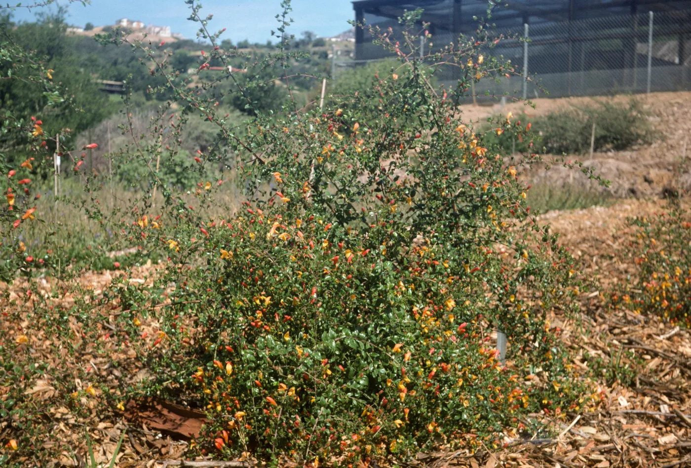 Keckiella antirrhinoides x cordifolia K03:K01xK02