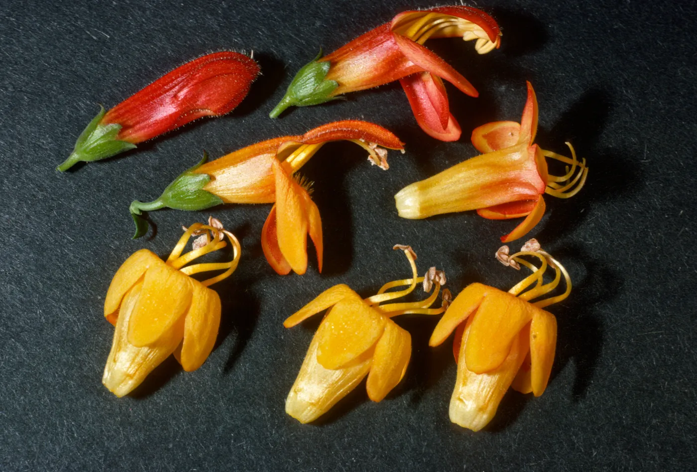 Keckiella antirrhinoides x cordifolia K03 actinomorphic morphic fls + zygs