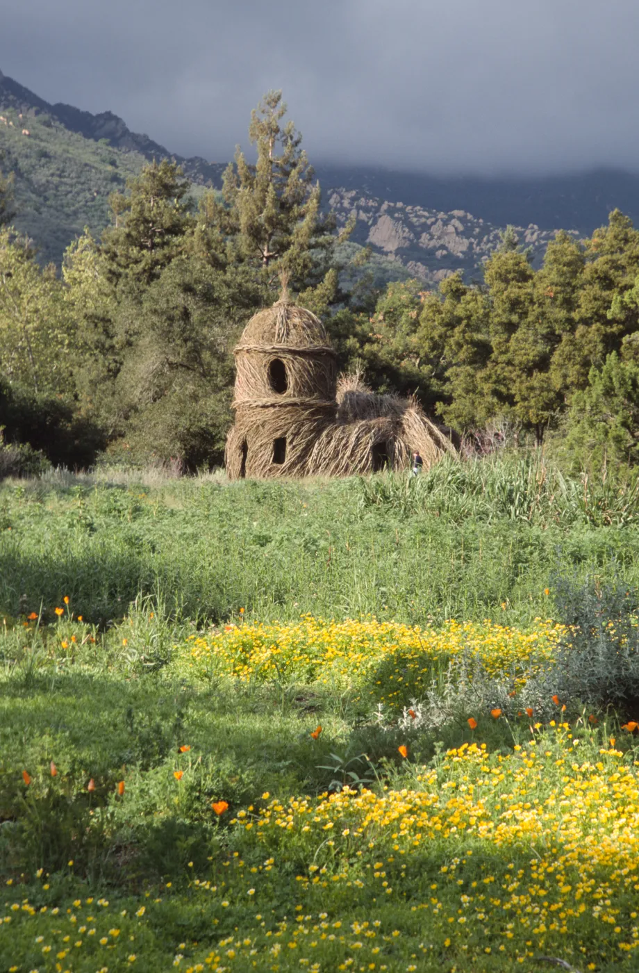 Toad Hall, yellow wildflowers in Meadow