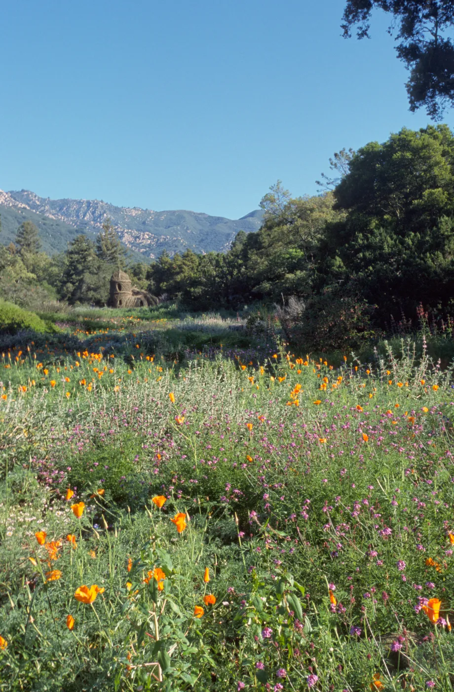 Toad Hall, wildflowers in the Meadow