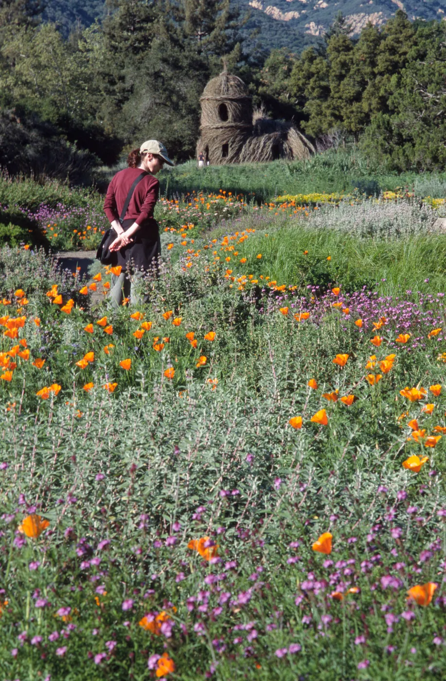 Toad Hall, wildflowers in Meadow