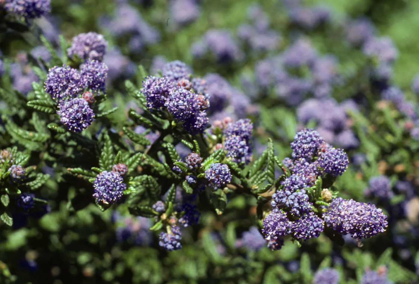 Ceanothus 'Far Horizons' SBBG Porter