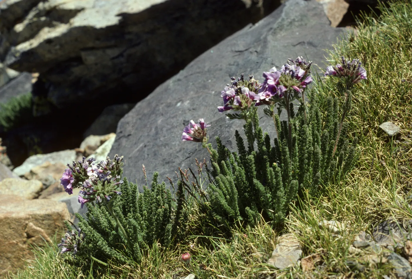 Polemonium eximium Mt Dana Tuolumne Co, CA