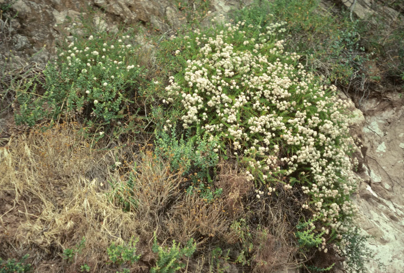 Eriogonum fasciculatum, San marcos Rd, SB Co, CA