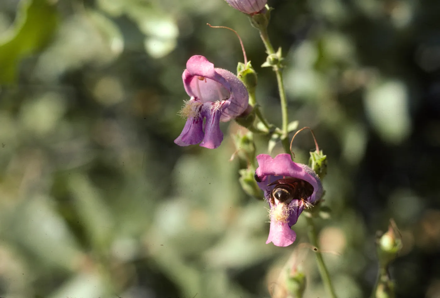 Penstemon heterophyllus scrophula E Ca,omp Cielo, SB Co, CA