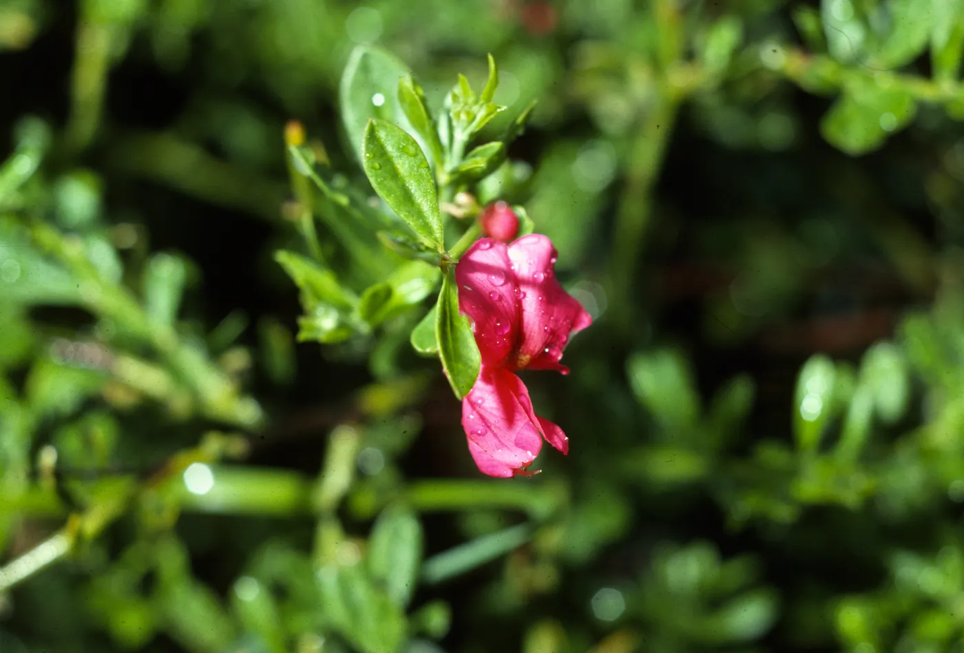 Pickeringia montana nr San Marcos Pass SB Co, CA