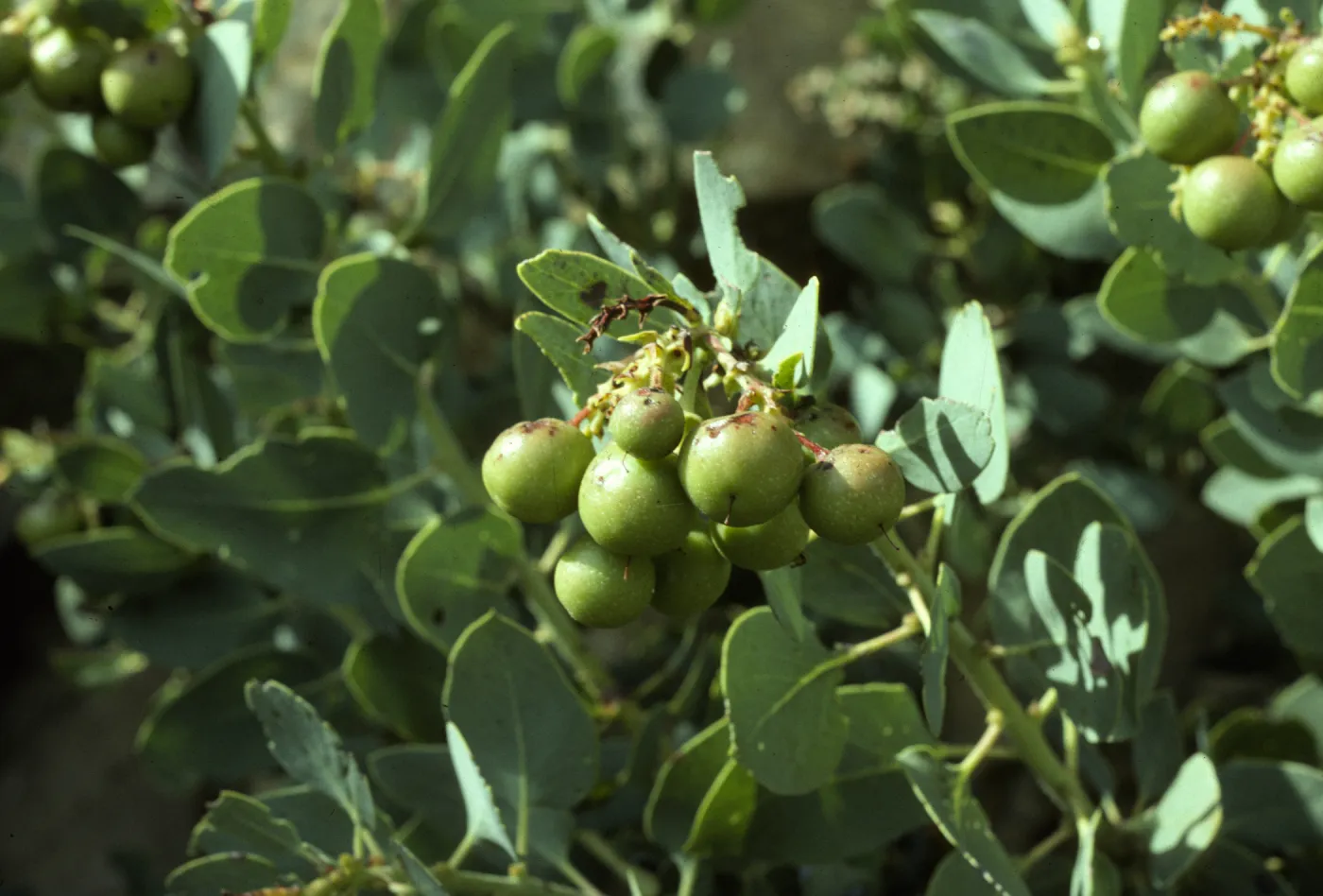Arctostaphylos glauca, Gibralter Road