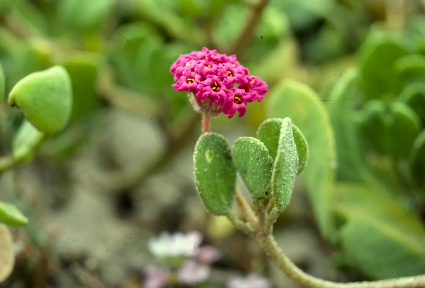 Abronia maritima nyctaginaceae Coal Oil Pt SB Co, CA