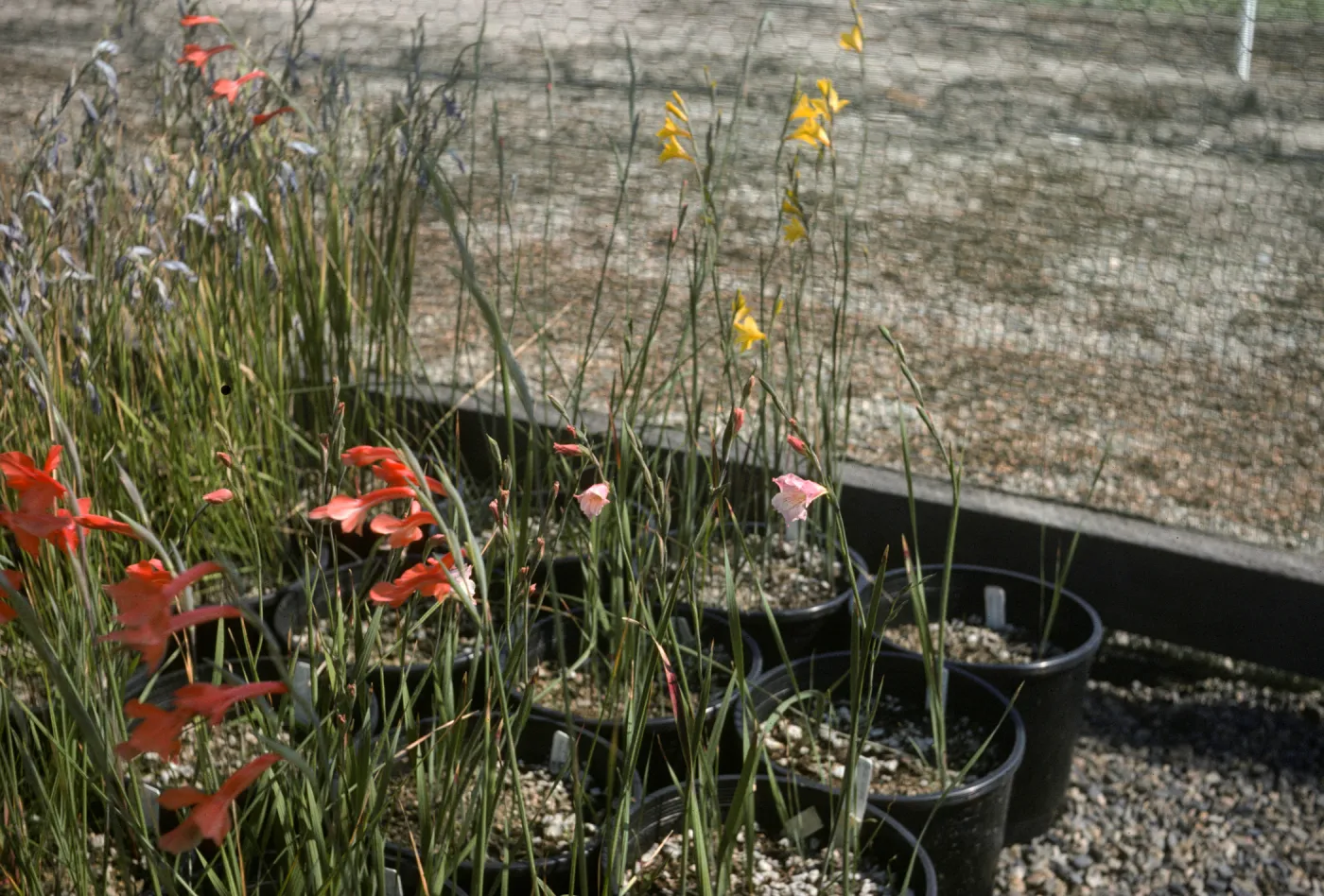 Gladiolus breeding trials