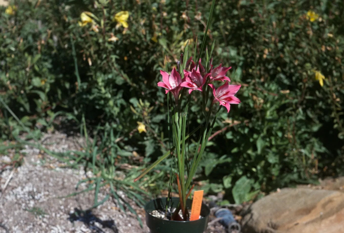 Gladiolus hybrids, Gladiolus tristis