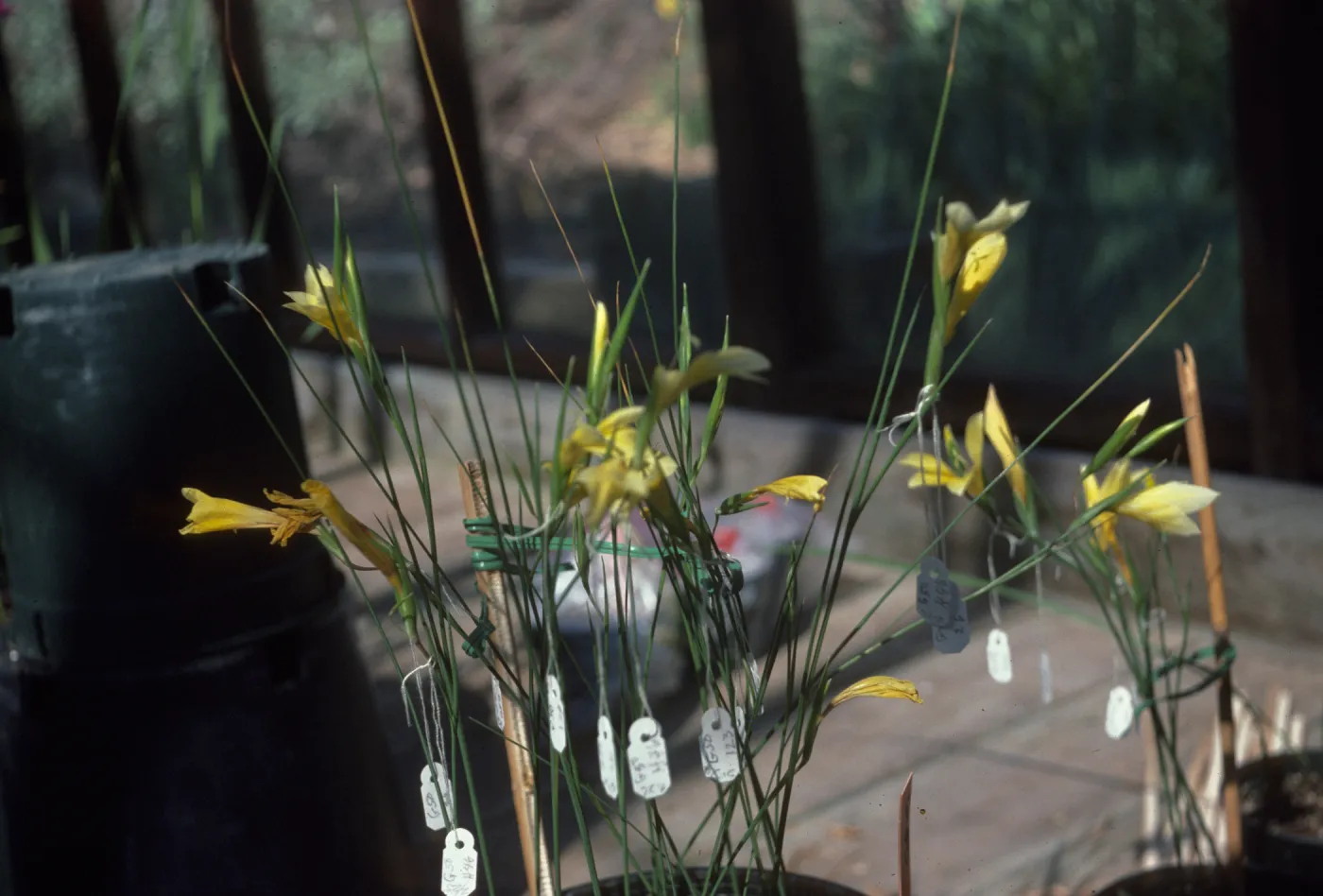 Gladiolus hybrids, Gladiolus tenellus