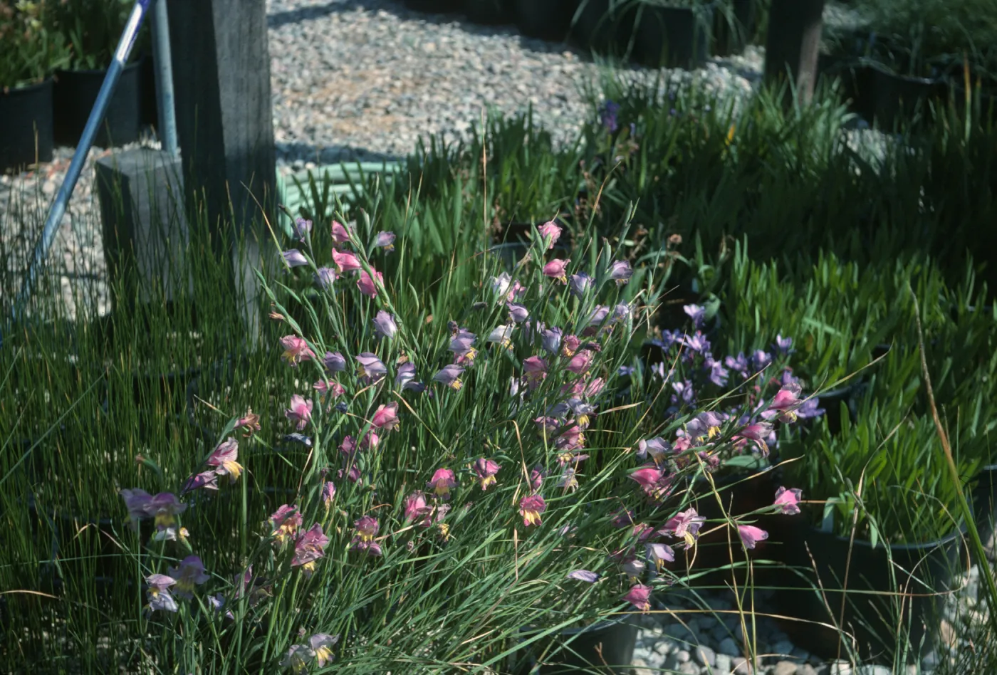 Gladiolus hybrids