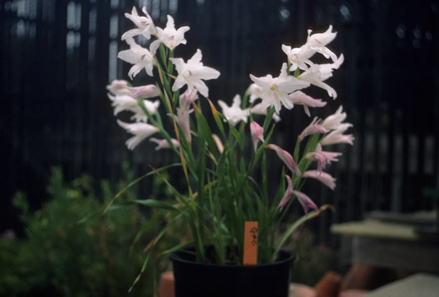 Gladiolus hybrids