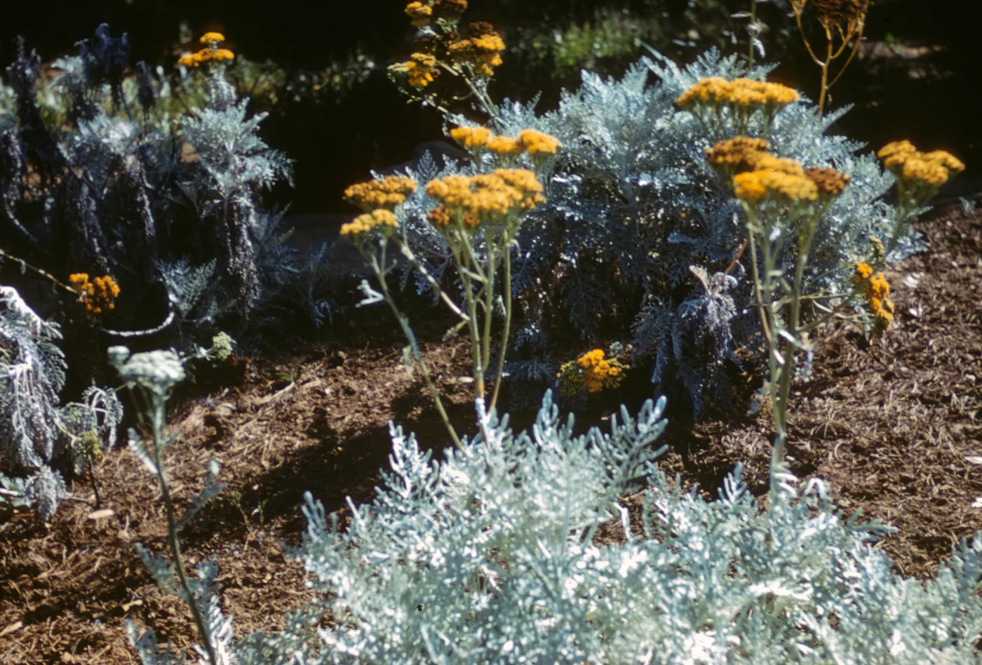 Eriophyllum nevinii, SBBG