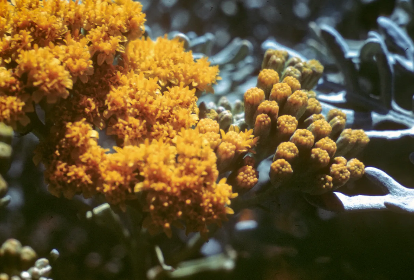 Eriophyllum nevinii, SBBG