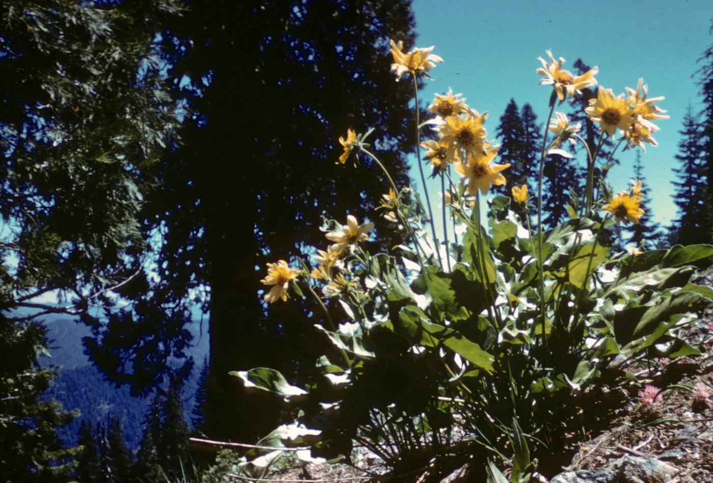 Balsamorhiza deltoidea, Little Grayback, 5000 feet, Siskiyou County