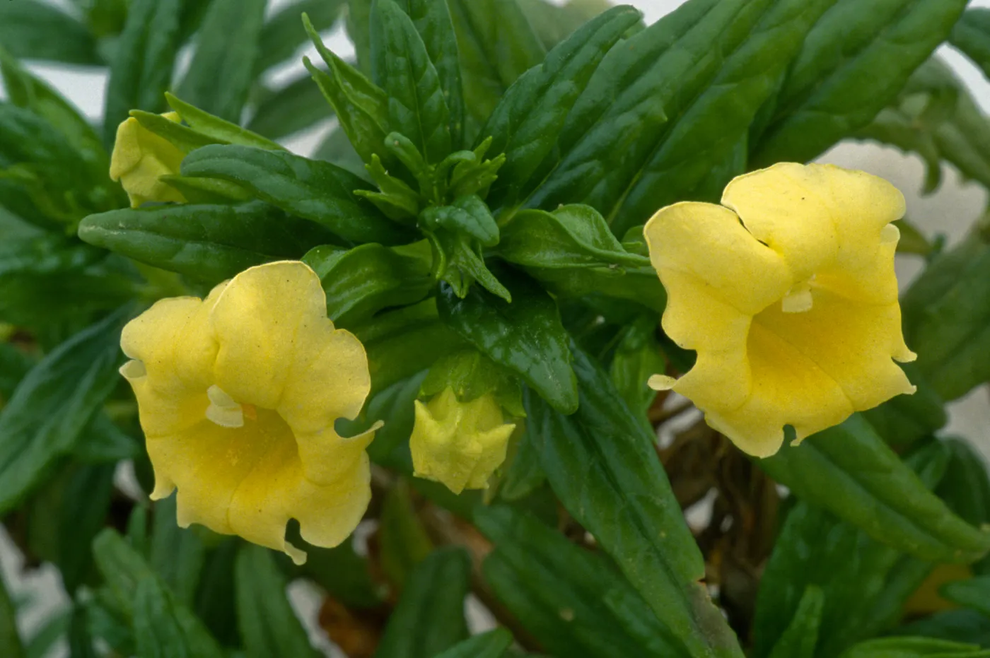 Mimulus aridus