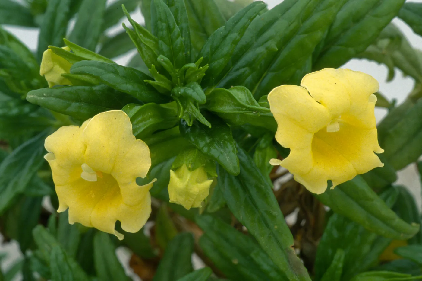 Mimulus aridus