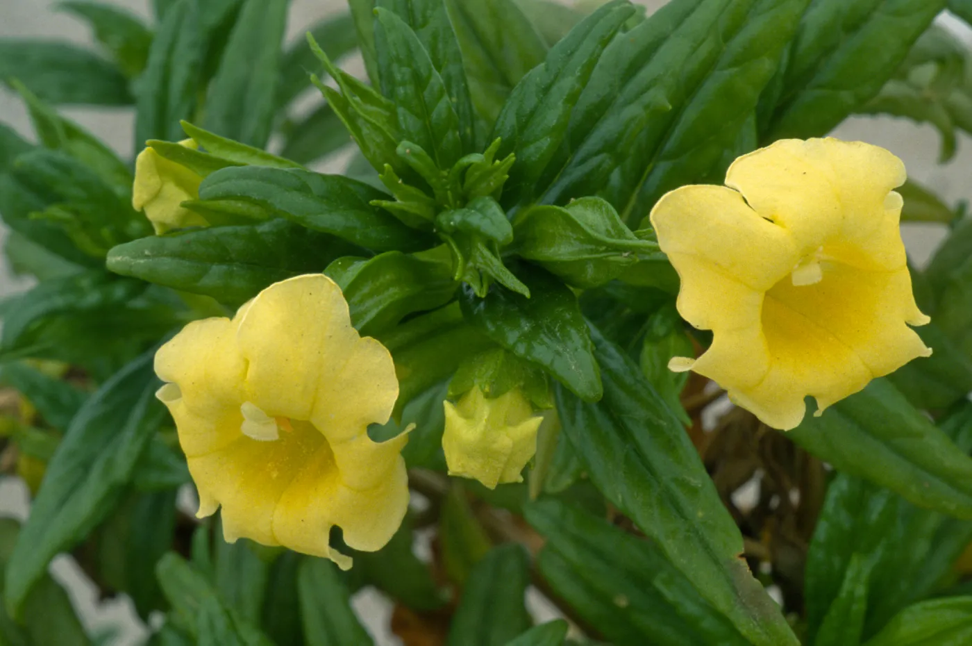 Mimulus aridus