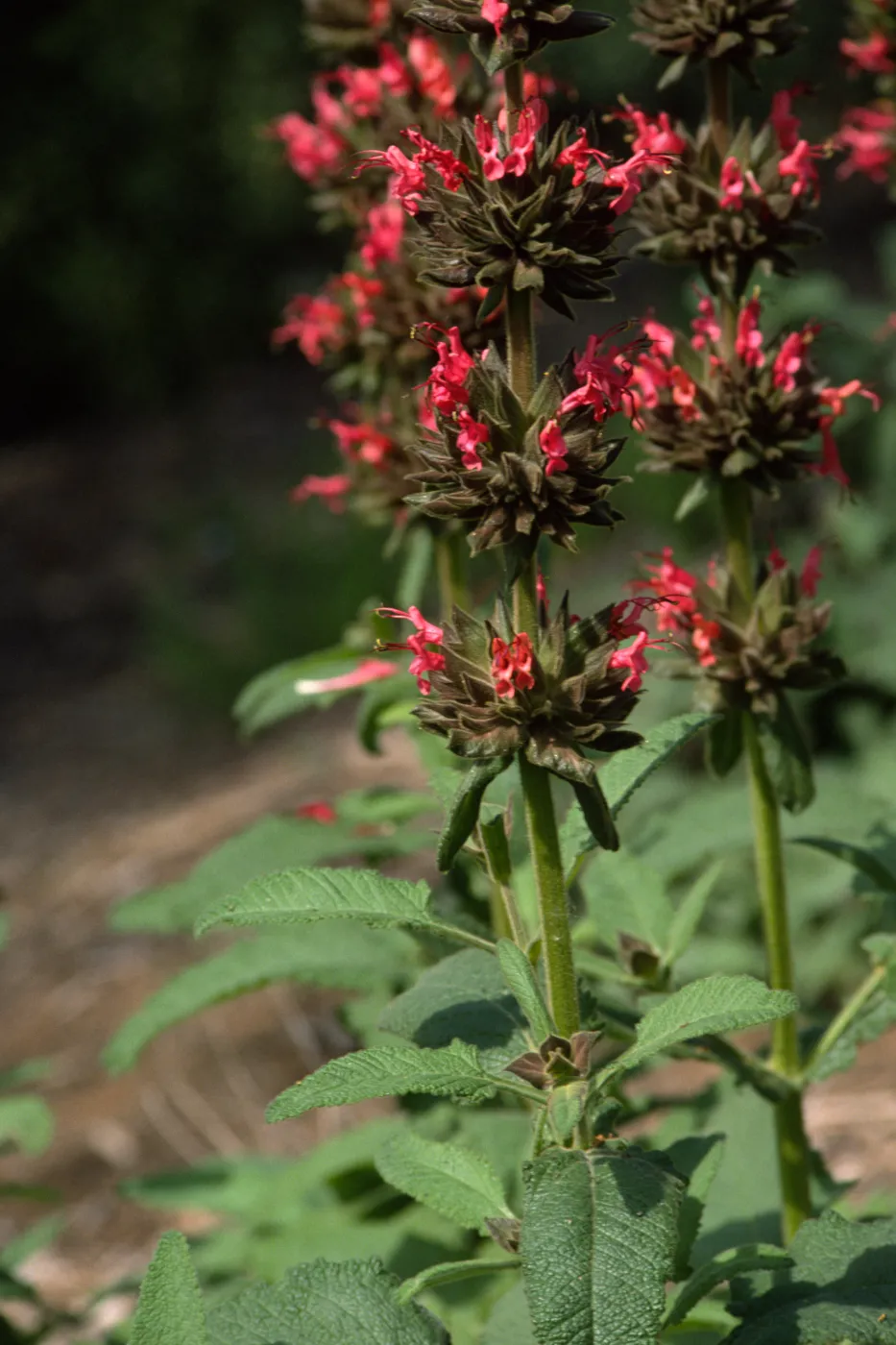 Salvia spathacea (California Humminbird Sage)