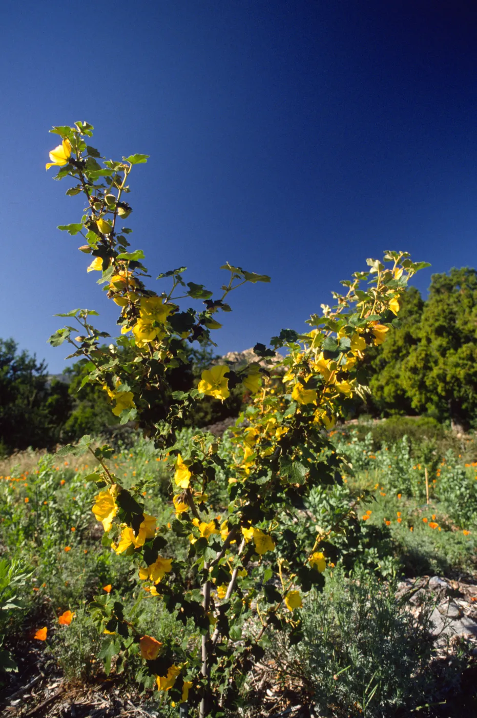 Fremontodendron 