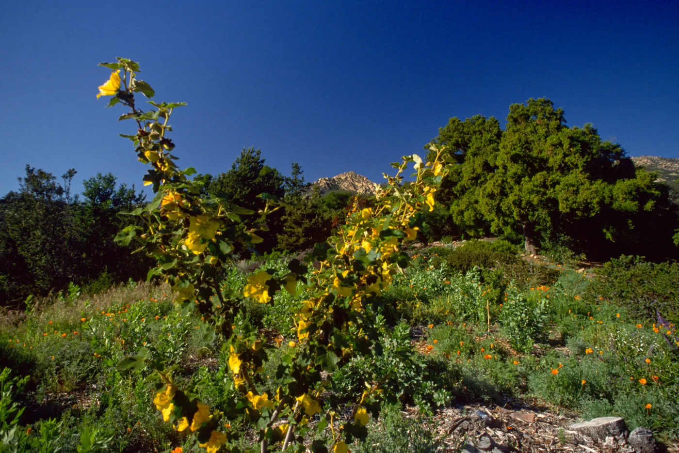 Fremontodendron 