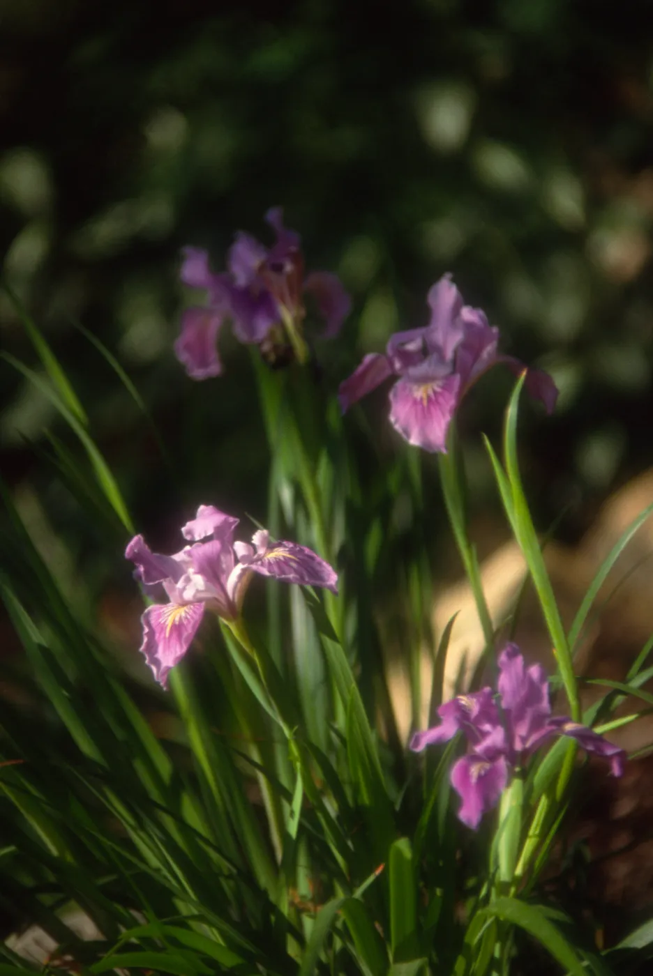 Iris douglasiana - Iris 'Pacific Coast Hybrids' , under oak, SBBG