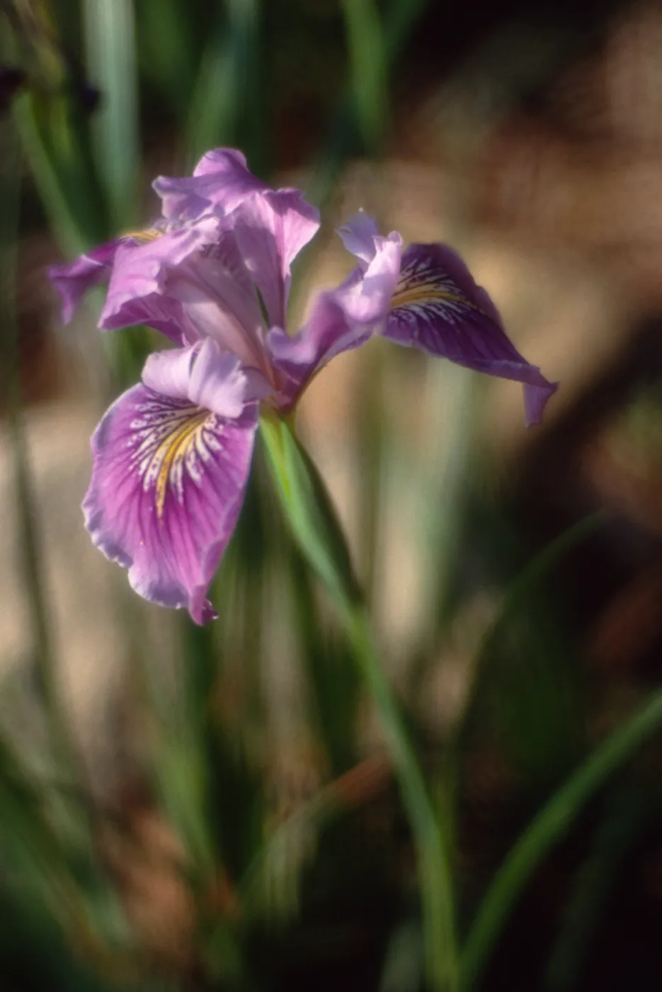 Iris douglasiana - Iris 'Pacific Coast Hybrids', SBBG