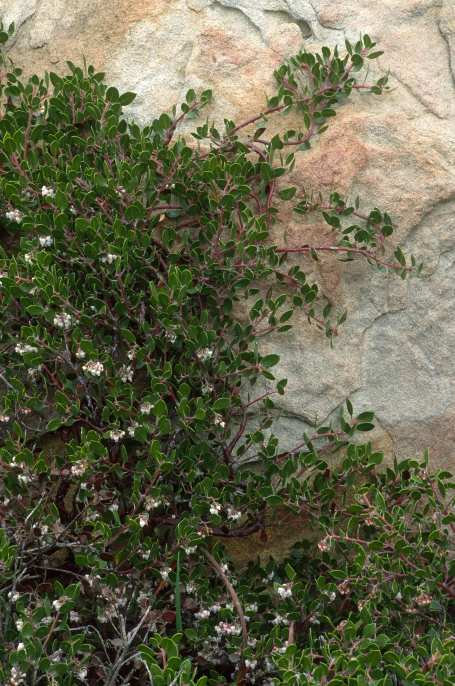 Arctostaphylos (Manzanita) naturally espaliered against sandstone boulder