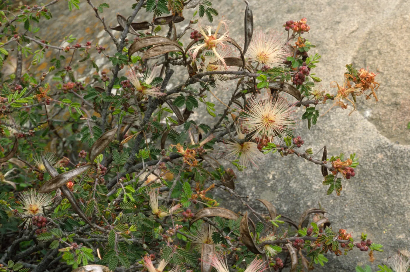 Calliandra eriophylla
