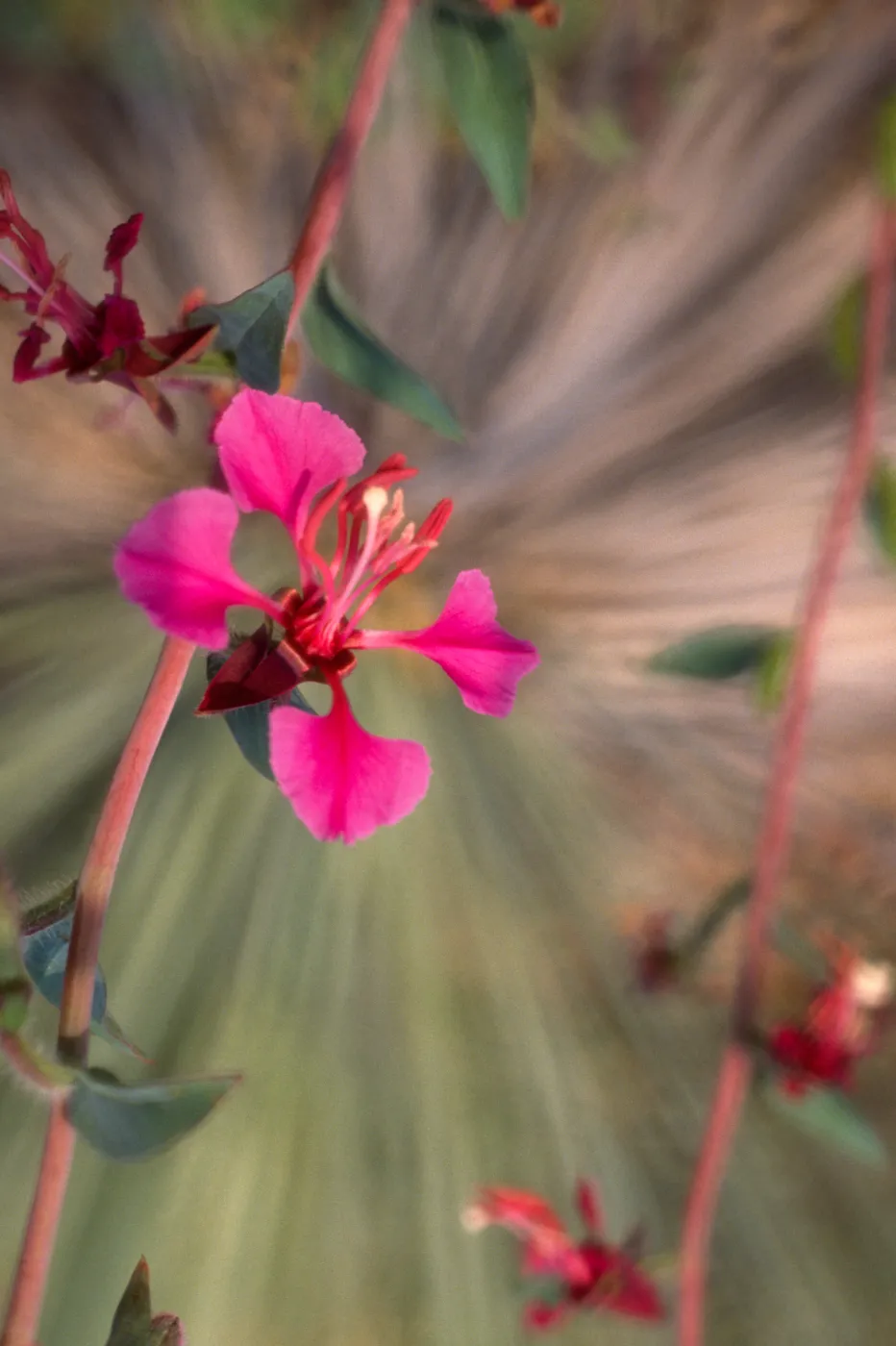 Clarkia