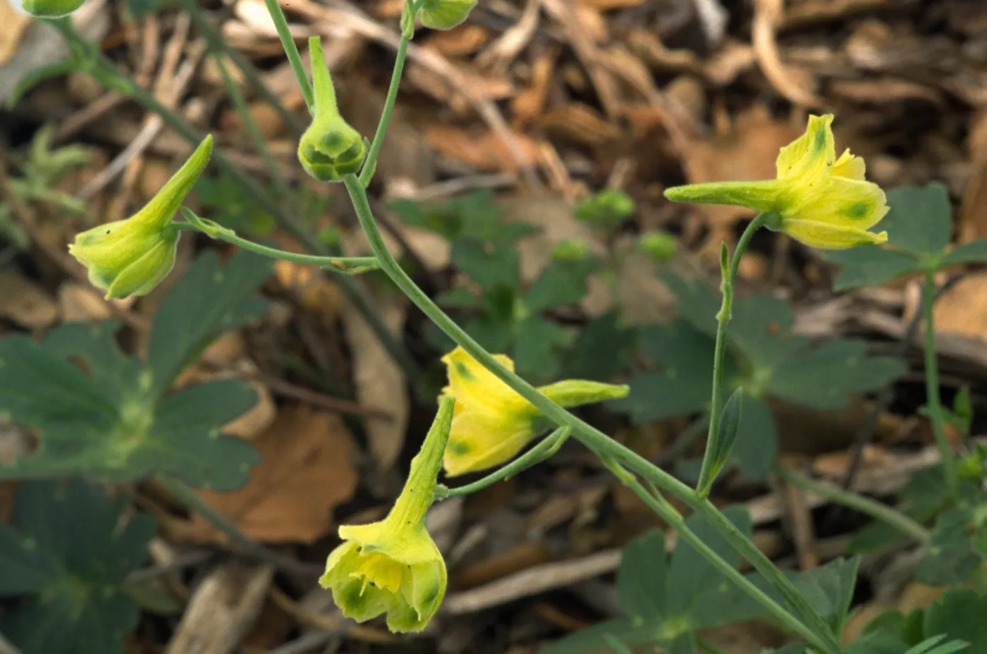 Delphinium luteum, SBBG