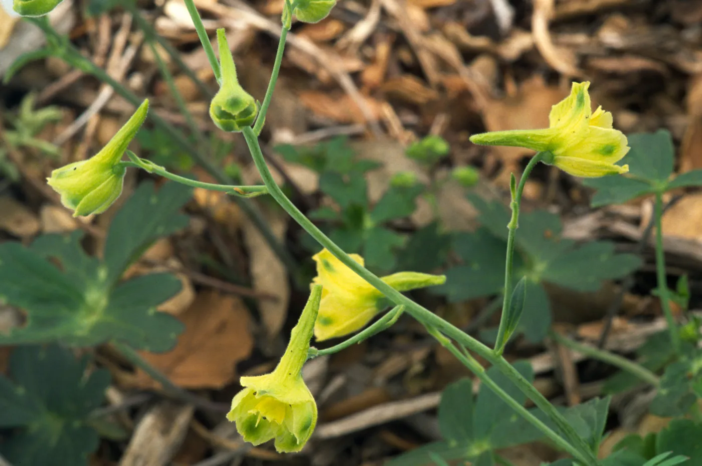 Delphinium luteum, SBBG