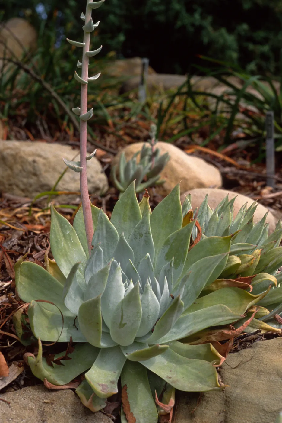 Dudleya (liveforevers)