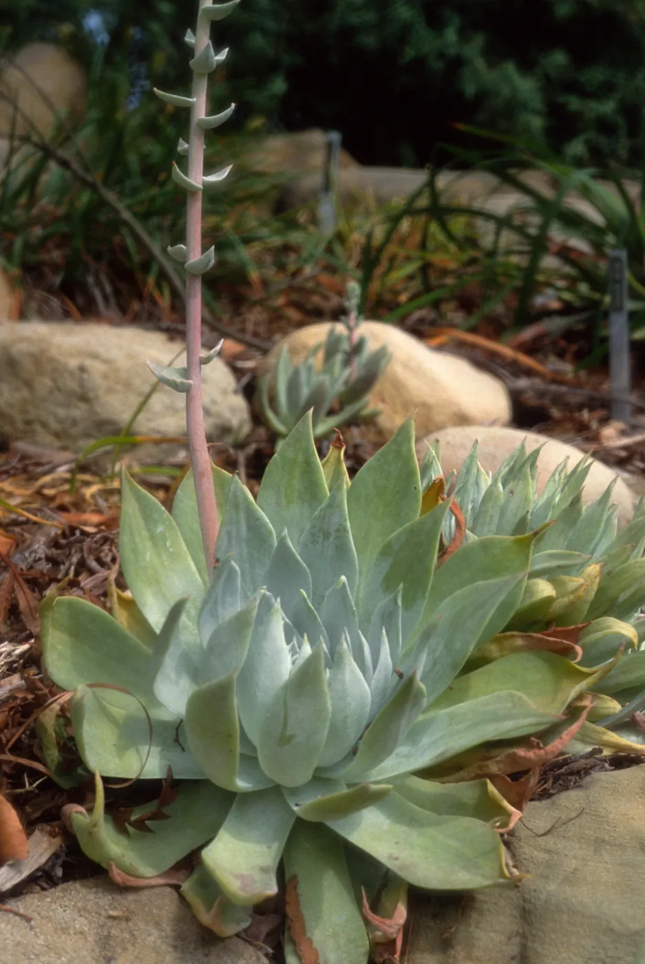 Dudleya (liveforevers)