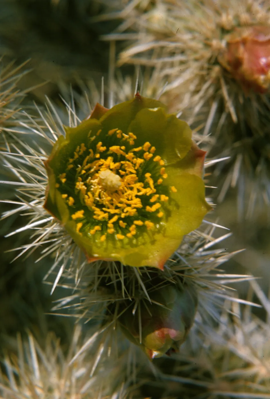 Cactus, Opuntia Spec. (Prickly-pear)