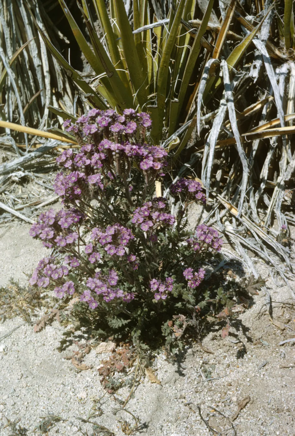 Phacelia