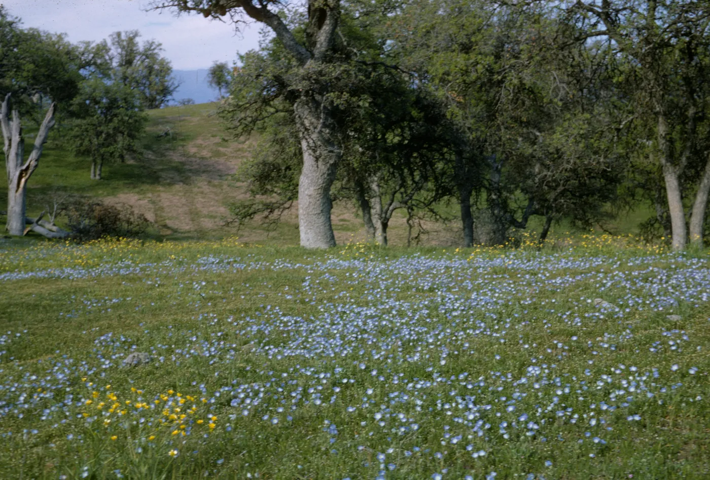 Nemophila menziesii