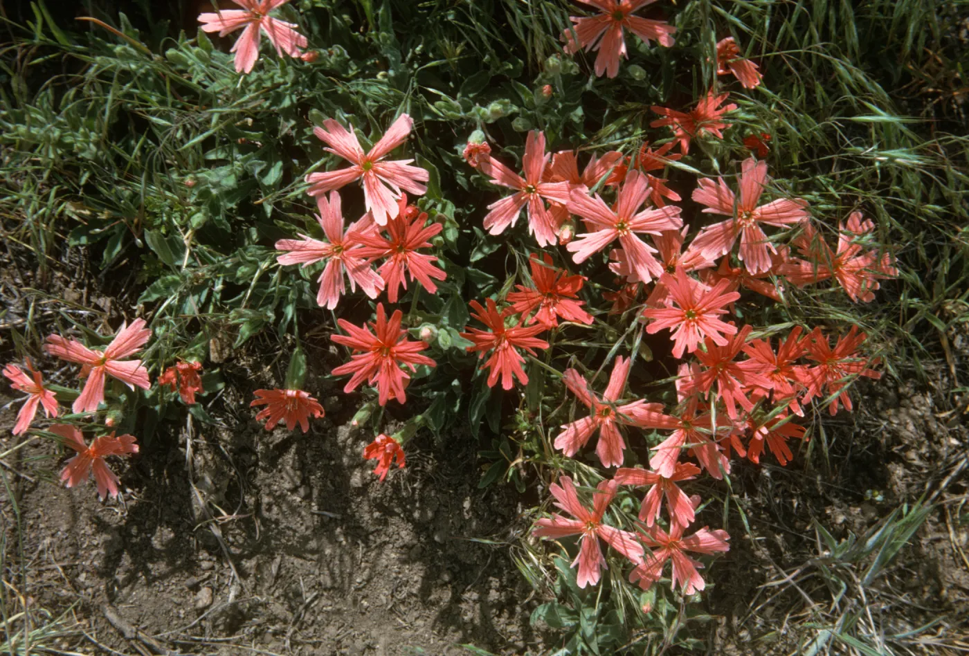 Silene californica, Mt Pinos