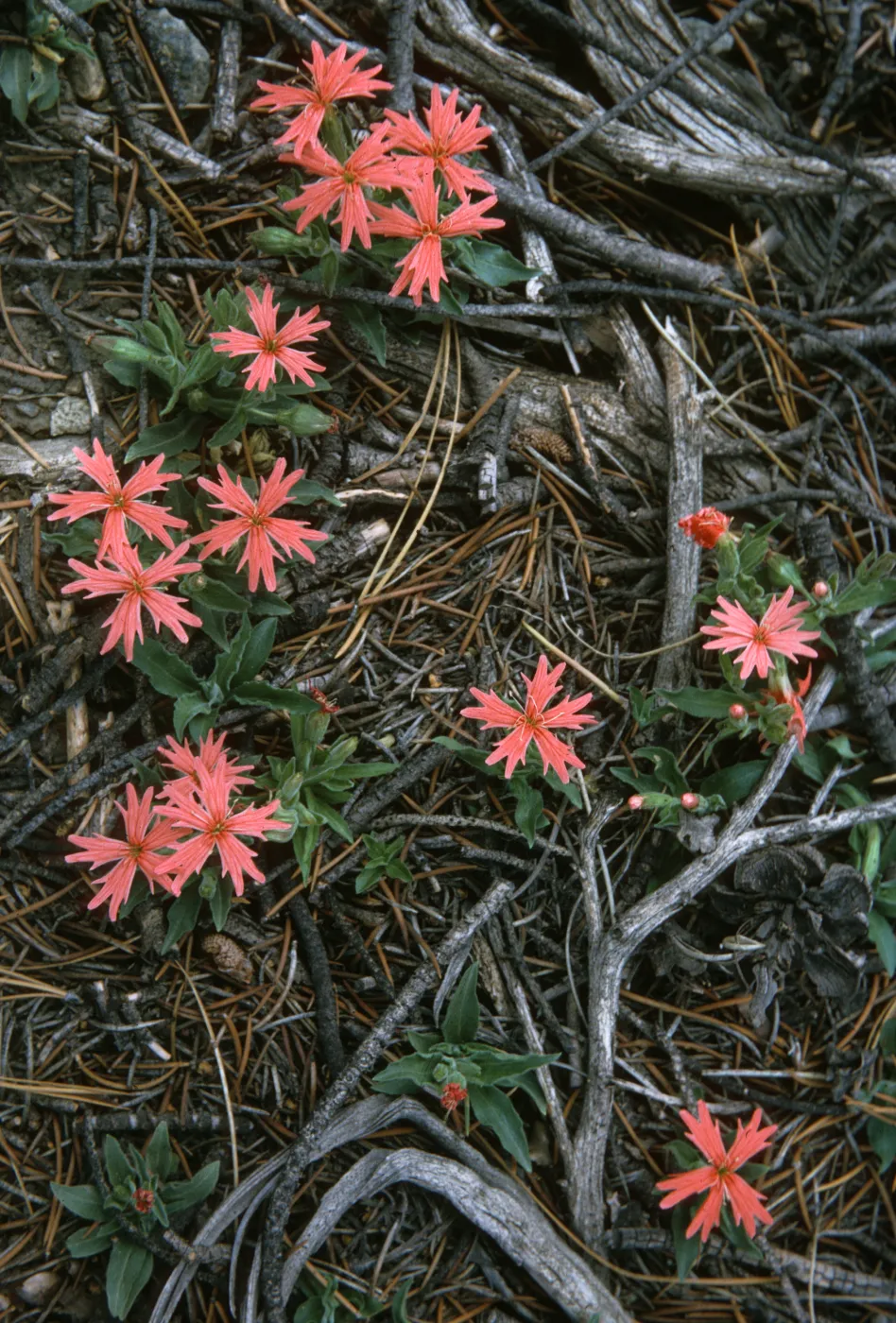 Silene californica, Mt Pinos