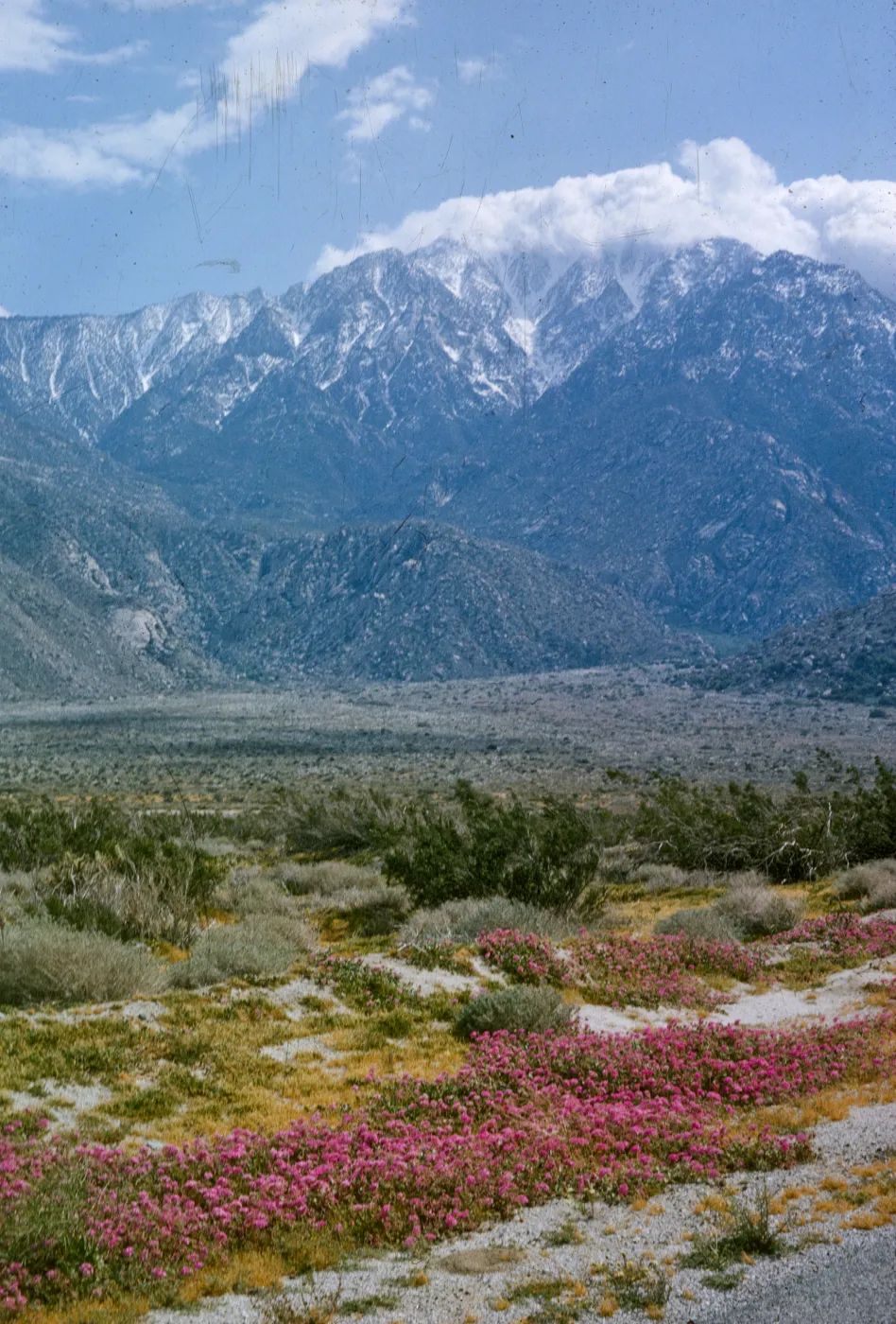 High desert wildflowers, Verbena (Vervain), Abronia (Sand Verbena), snow on the mountains