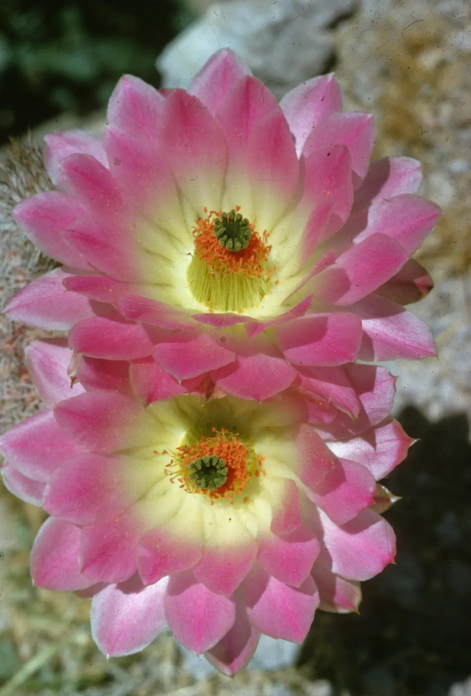 Opuntia (Prickly-pear), cactus flower