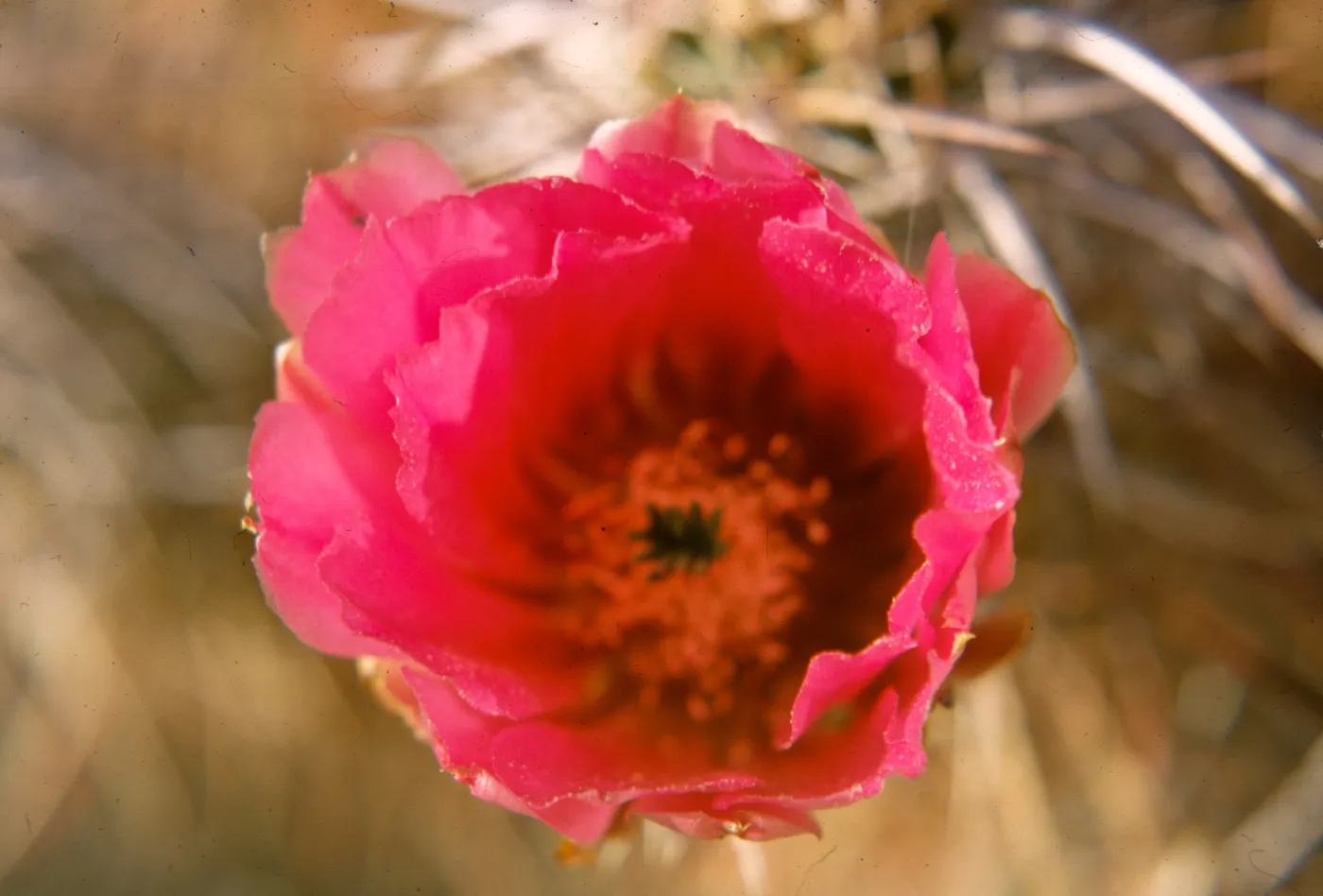 Opuntia (Prickly-pear), cactus flower