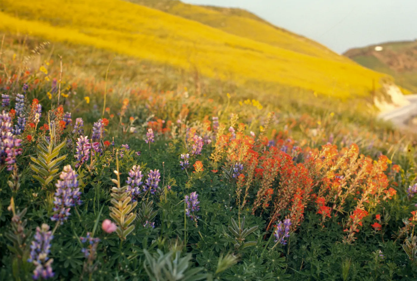 field of wildflowers, Lupine (Lupine) and Castilleja