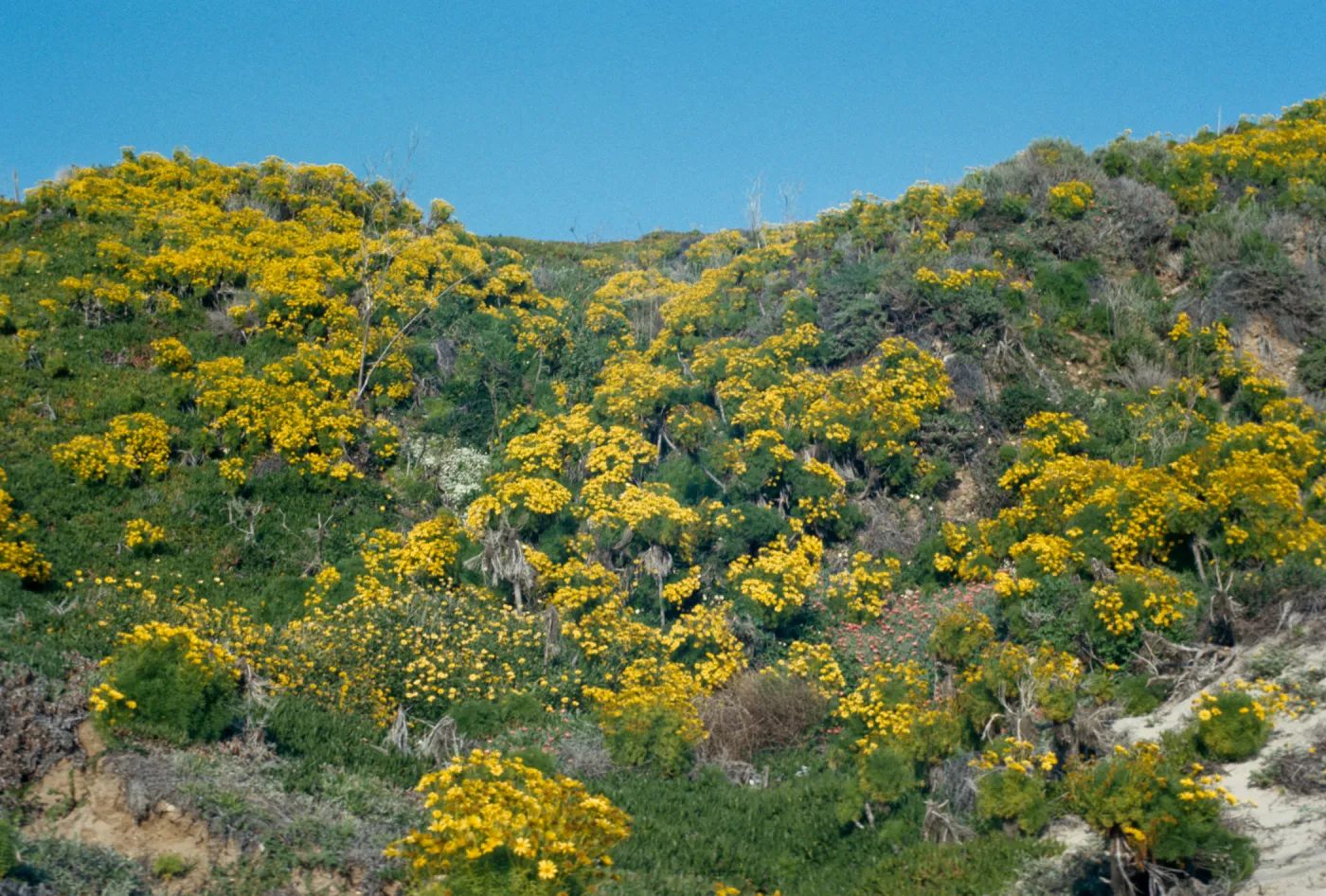 Coreopsis gigantea