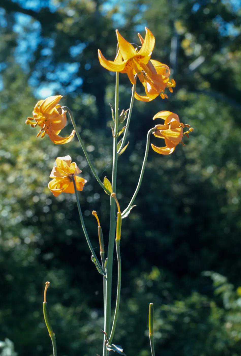 Lilium columbianum