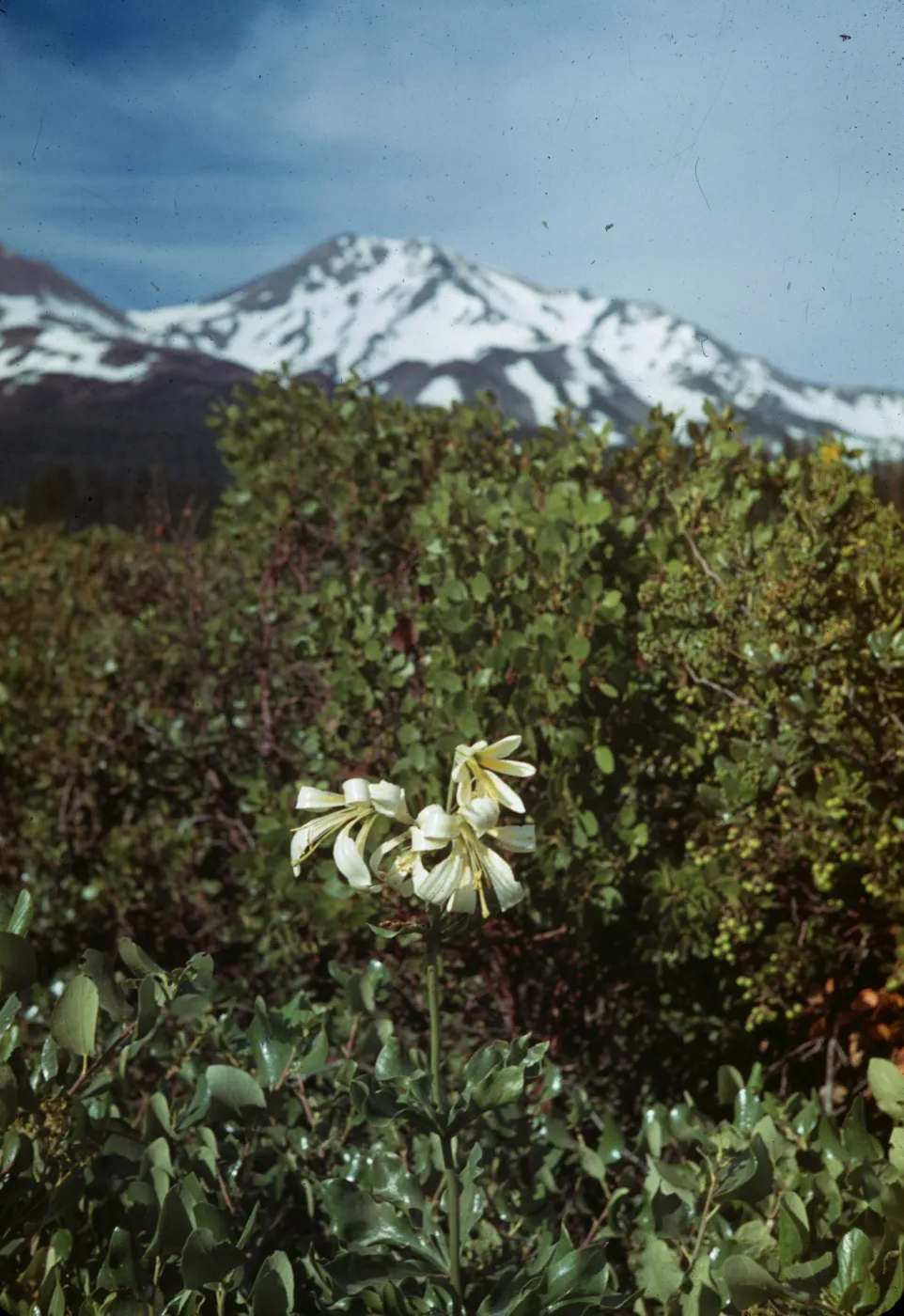 Lilium washingtonianum