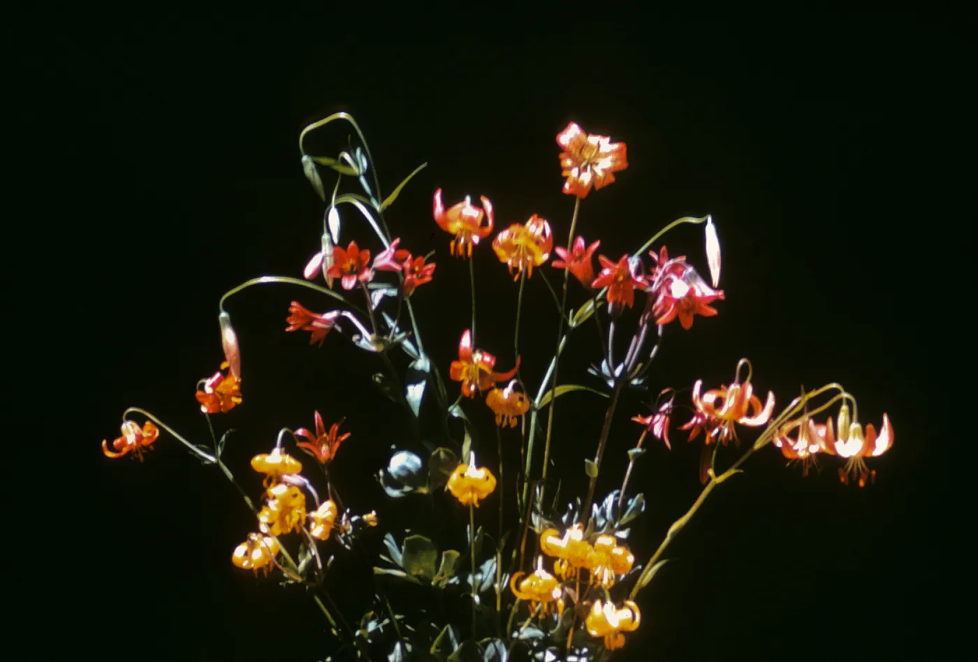 Lilium bolanderi, red, Lilium columbianum, Humbolt County, low elevation